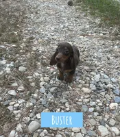 Buster, a male Miniature Dachshund for sale in Glenwood, AR – 4 of 5