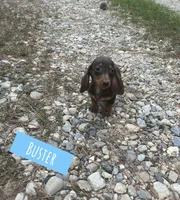 Buster, a male Miniature Dachshund for sale in Glenwood, AR – 3 of 5