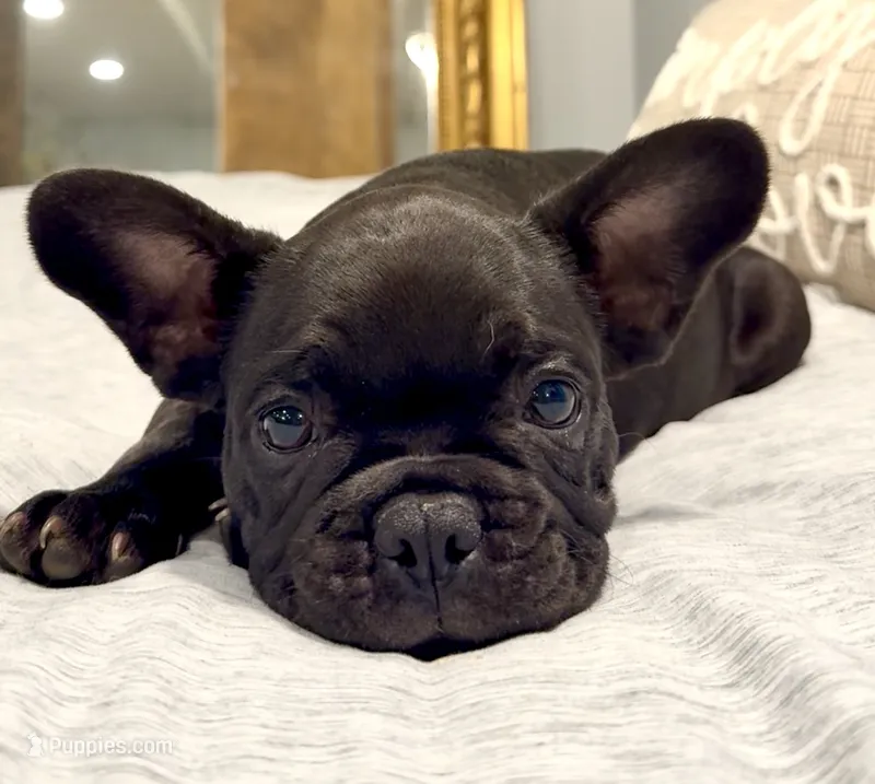 Mochi – French Bulldog puppy for sale in Nashville, TN