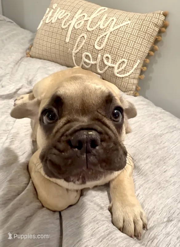 Zeus – French Bulldog puppy for sale in Nashville, TN