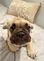 Zeus, a male French Bulldog for sale in Nashville, TN – 1 of 1