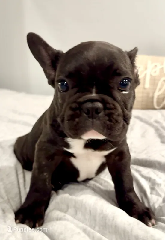 Domino  – French Bulldog puppy for sale in Nashville, TN