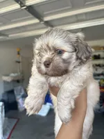 Hashbrown, a male Shih Tzu for sale in Oakland, CA – 1 of 1