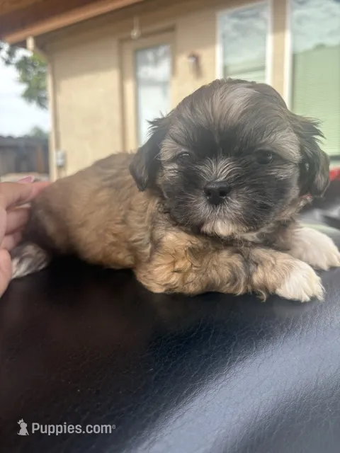 Bella – Shih Tzu puppy for sale in Oakland, CA