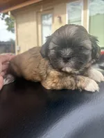 Bella, a female Shih Tzu for sale in Oakland, CA – 1 of 1