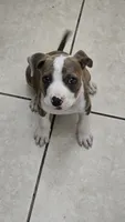 Nala, a female American Pit Bull Terrier for sale in Hialeah, FL – 1 of 4