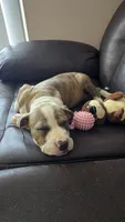 Nala, a female American Pit Bull Terrier for sale in Hialeah, FL – 4 of 4