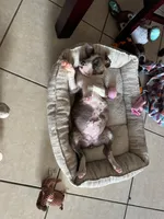 Nala, a female American Pit Bull Terrier for sale in Hialeah, FL – 3 of 4