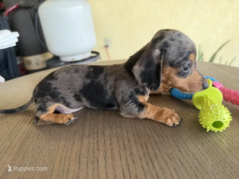 Sove – Miniature Dachshund puppy for sale in Desert Hot Springs, CA