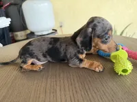 Sove, a female Miniature Dachshund for sale in Desert Hot Springs, CA – 1 of 1
