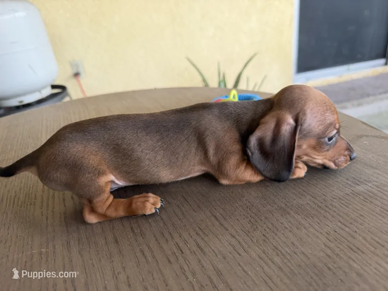 Stripe – Miniature Dachshund puppy for sale in Desert Hot Springs, CA