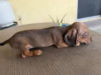 Stripe, a male Miniature Dachshund for sale in Desert Hot Springs, CA – 1 of 1