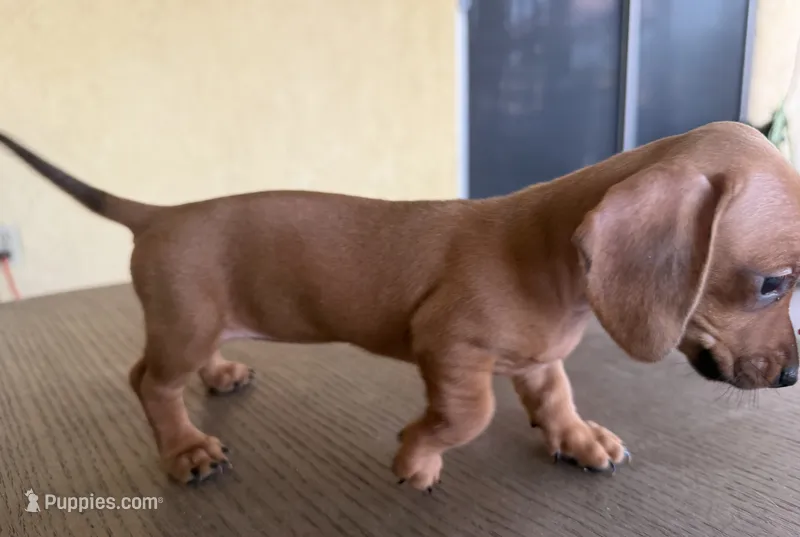 Bentley  – Miniature Dachshund puppy for sale in Desert Hot Springs, CA
