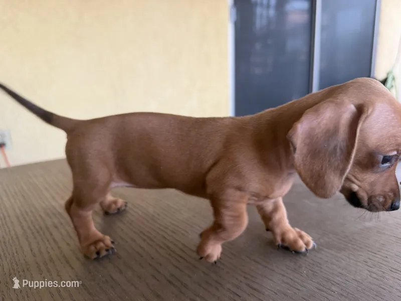 Pearl – Miniature Dachshund puppy for sale in Desert Hot Springs, CA
