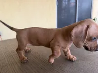 Pearl, a female Miniature Dachshund for sale in Desert Hot Springs, CA – 1 of 1