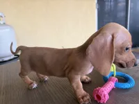 Marla, a female Miniature Dachshund for sale in Desert Hot Springs, CA – 1 of 1
