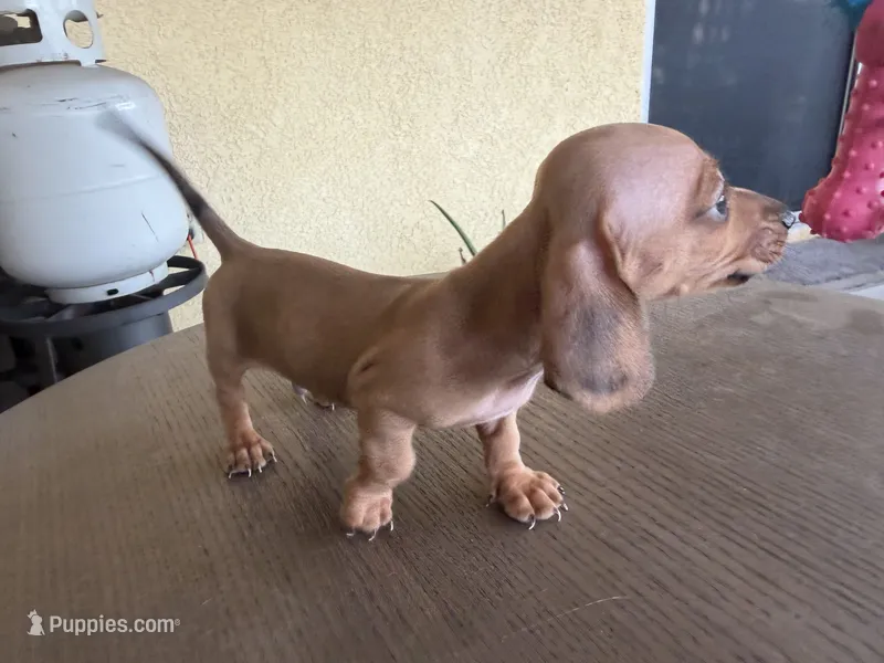 Bentley  – Miniature Dachshund puppy for sale in Desert Hot Springs, CA
