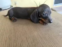 Echo, a female Miniature Dachshund for sale in Desert Hot Springs, CA – 1 of 1