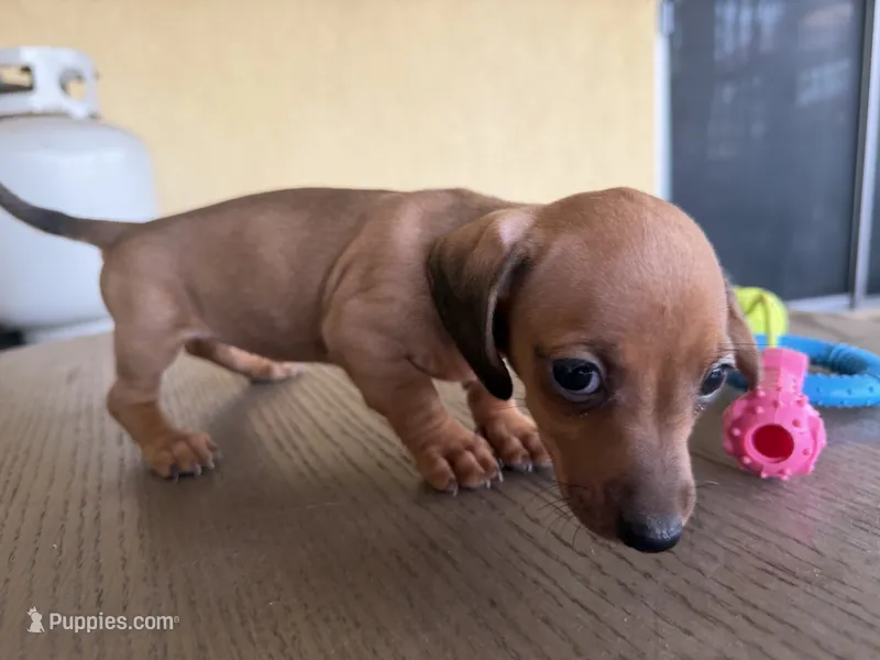 Willow – Miniature Dachshund puppy for sale in Desert Hot Springs, CA