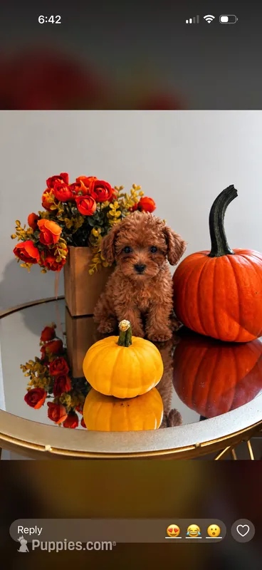Cookie  – Poodle - Miniature  puppy for sale in New York City, NY