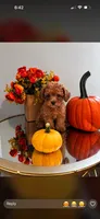 Cookie , a male Poodle - Miniature  for sale in New York City, NY – 1 of 3