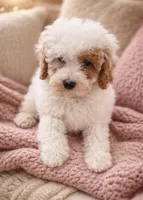 Rosa , a female Poodle - Miniature  for sale in New York City, NY – 2 of 2