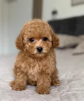Cookie , a male Poodle - Miniature  for sale in New York City, NY – 3 of 3