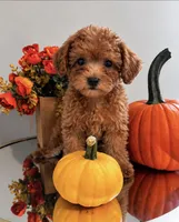 Cookie , a male Poodle - Miniature  for sale in New York City, NY – 2 of 3