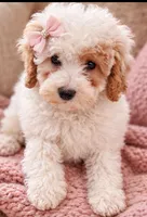 Rosa , a female Poodle - Miniature  for sale in New York City, NY – 1 of 2