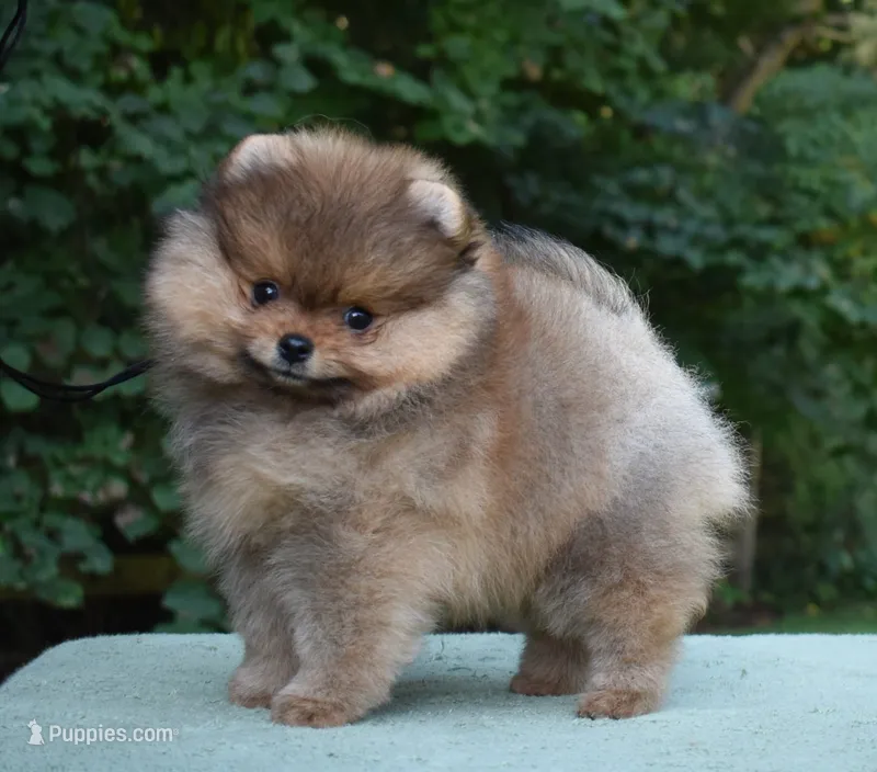 PokePommes Puppy – Pomeranian puppy for sale in Gaithersburg, MD