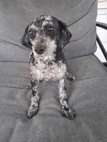 Lucy, a female Poodle - Miniature  for sale in Eight Mile, AL – Photo 2 of 6