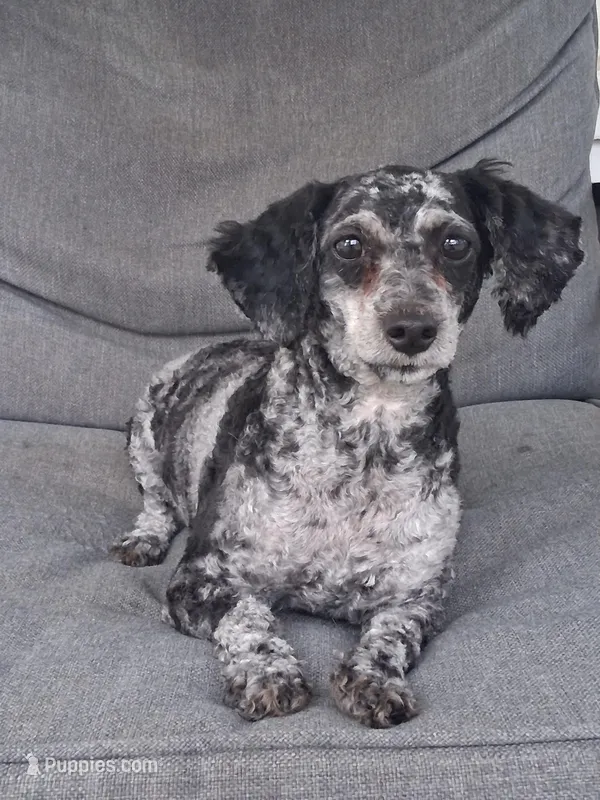 Lucy – Poodle - Miniature  puppy for sale in Eight Mile, AL