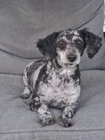 Lucy, a female Poodle - Miniature  for sale in Eight Mile, AL – Photo 1 of 6