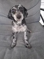 Lucy, a female Poodle - Miniature  for sale in Eight Mile, AL – Photo 4 of 6