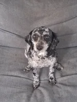 Lucy, a female Poodle - Miniature  for sale in Eight Mile, AL – Photo 3 of 6