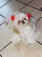 Imperial shihtzu femsle, a female Shih Tzu for sale in El Paso, TX – 2 of 4
