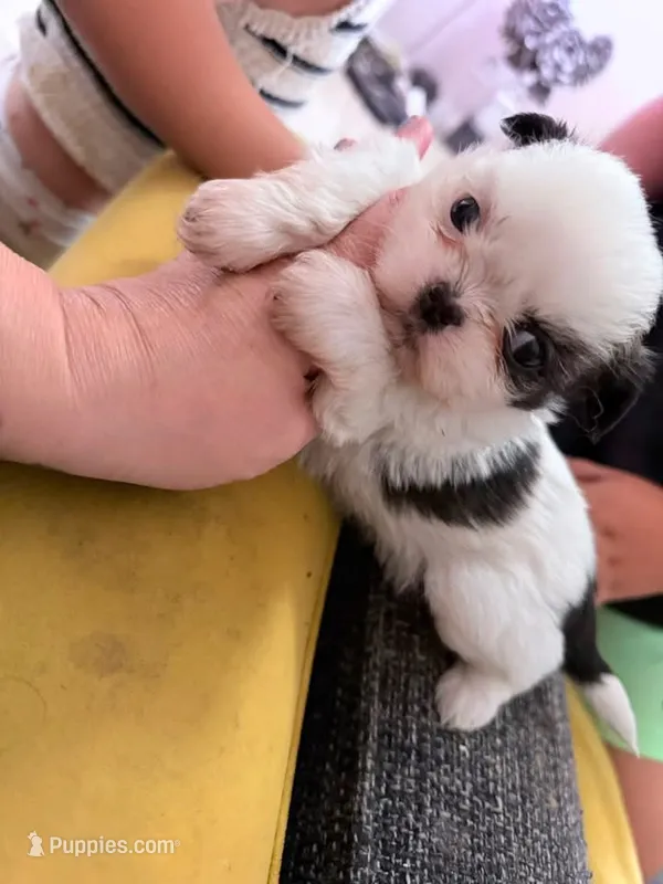 Imperial shihtzu femsle – Shih Tzu puppy for sale in El Paso, TX