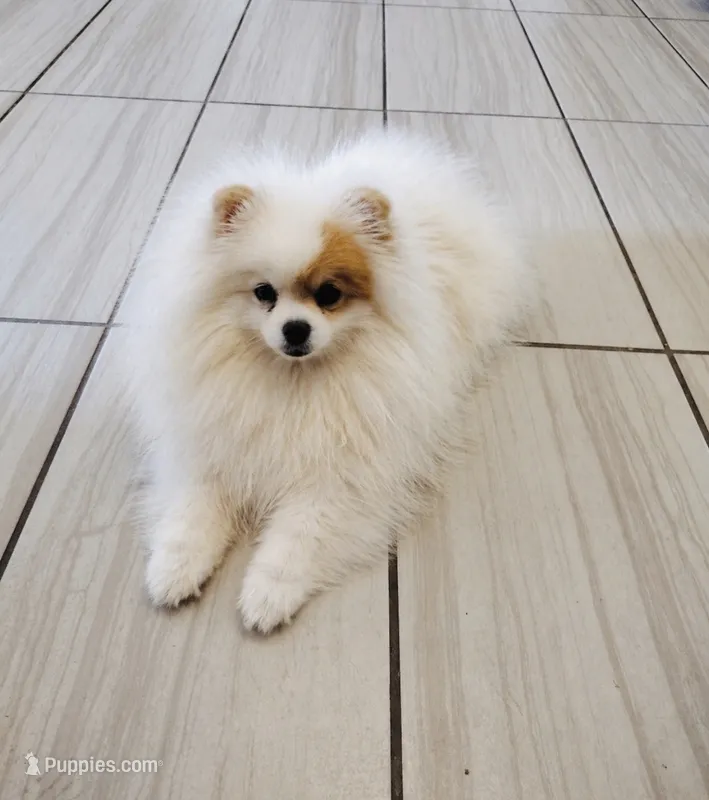 Blue eyed merle girl – Pomeranian puppy for sale in El Paso, TX