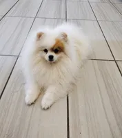 Blue eyed merle girl, a female Pomeranian for sale in El Paso, TX – 1 of 2