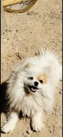 Blue eyed merle girl, a female Pomeranian for sale in El Paso, TX – 2 of 2