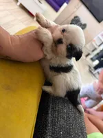Imperial shihtzu femsle, a female Shih Tzu for sale in El Paso, TX – 3 of 4