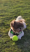 Imperial shihtzu femsle, a female Shih Tzu for sale in El Paso, TX – 4 of 4