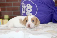 CREAM/WHITE PIED MALE 090, a female Dachshund for sale in Pittsburg, KS – 2 of 4