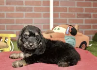 PHANTOM MALE COCKAPOO 102, a male Cockapoo for sale in Pittsburg, KS – 6 of 10