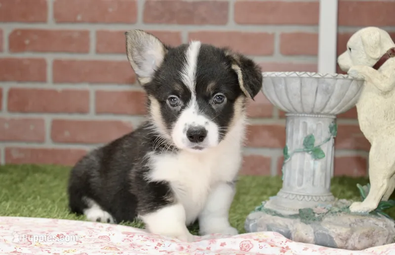 PEMBROKE CARDIGAN CORGI FEMALE 3175 – Cardigan Welsh Corgi, Pembroke Welsh Corgi puppy for sale in Pittsburg, KS