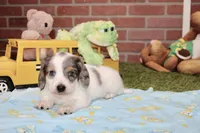 BLUE PIEBALD MALE DACHSHUND 121, a male Miniature Dachshund for sale in Pittsburg, KS – 2 of 4