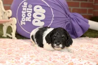 BLACK/WHITE FEMALE COCKAPOO 105, a female Cockapoo for sale in Pittsburg, KS – 4 of 4