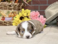 RED/WHITE MERLE FEMALE TOY AUSSIE 200, a female Toy Australian Shepherd for sale in Pittsburg, KS – 4 of 4