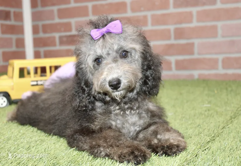 COCKAPOO FEMALE 967 – Cockapoo puppy for sale in Pittsburg, KS