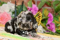 BLUE MERLE MALE 016, a male Cocker Spaniel for sale in Pittsburg, KS – 4 of 7
